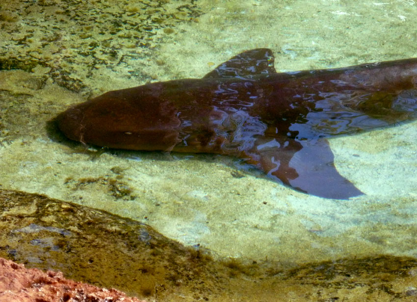 nurse shark